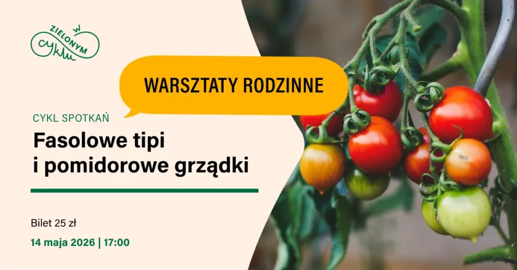 małe pomidorki na krzaku
